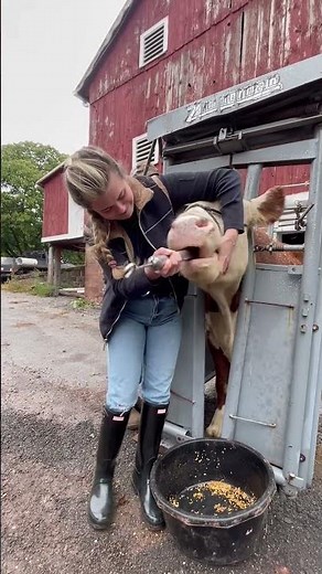 Bovine administer oral medication with balling gun