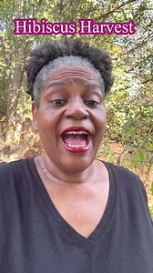 6.1K views · 268 reactions | Hibiscus Harvest! 100% Container Gardening! A colorful explosion of hibiscus blooms in your very own backyard! Learn how to grow these stunning flowers in containers for a vibrant and easy-to-maintain garden.#hibiscus #containergardening #flowers #gardening #homegrown #tropicalplants #summerflowers #gardenlife #diy #gardeningtips #plantlove #growyourown | The Scaredy Cat Gardener | Facebook