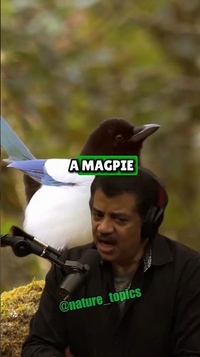 Magpie Intelligence Smart Birds Prove Their Genius – Neil deGrasse Tyson & Joe Rogan