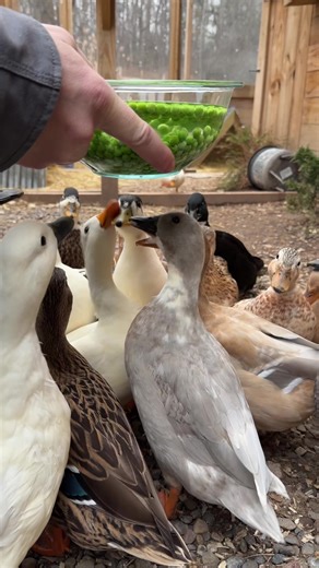 Fun with Pet Ducks: Homesteading and Call Ducks