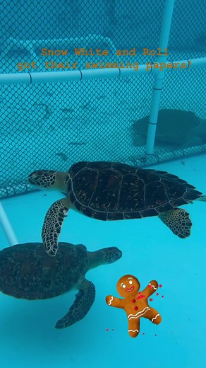 “Snow White” and “Roll”, two juvenile green sea turtles, rescued in the Florida Keys this year and rehabilitated at the Turtle Hospital will be returning to their ocean home THIS Sunday, December 10th at 10:00 a.m. Snow White and Roll were treated for Fibropapillomatosis. Their treatments included tumor removal surgeries, broad spectrum antibiotics, fluids, vitamins, and a healthy diet of greens and mixed seafood. Both turtles are swimming strong and back in good health! Join us THIS SUNDAY morn