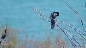 flock of Pygmy Cormorant (Microcarbo pygmaeus) Nesting colony to the shore of the Sea of Galilee
