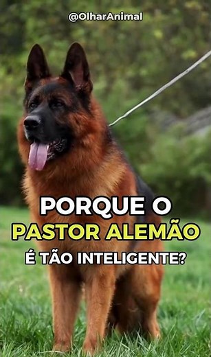 Porque o PASTOR ALEMÃO é tão INTELIGENTE? #pastoralemao