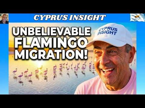 FLAMINGOS VISITING THE SALT LAKE LARNACA!!