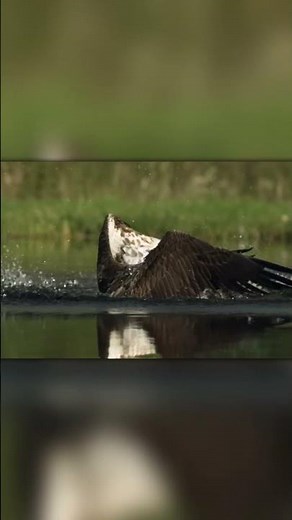 Perfect Precision: Osprey Dives and Grabs Fish in Slo-Mo