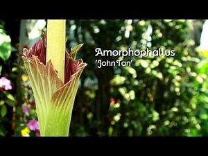 The fascinating flowering of Amorphophallus 'John Tan'