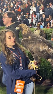 Auburn’s live eagle Aurea at the Iron Bowl #wareagle #wde | Auburn Tigers on AL.com