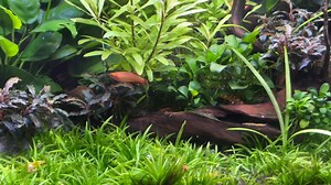 Nano Tank Advantages – Is A Nano Tank Really The Best Aquarium For You? My Accompanying Article For This Video - https://glassboxdiaries.com/nano-tank-advantages/ Disadvantages Of Nano Tanks - https://glassboxdiaries.com/downsides-of-nano-tanks/ Diversa Aquarium Review - https://glassboxdiaries.com/diversa-aquarium-review/ Products Mentioned Light - https://glassboxdiaries.com/seaouralight Filter - https://glassboxdiaries.com/nanohobfilter Filter Media - https://glassboxdiaries.com/30ppifoam Flu