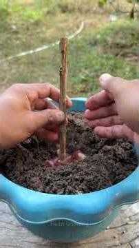 New Method to Graft Guava with Grapes | Multi-Fruit Tree Experiment | Growing Fruits Together