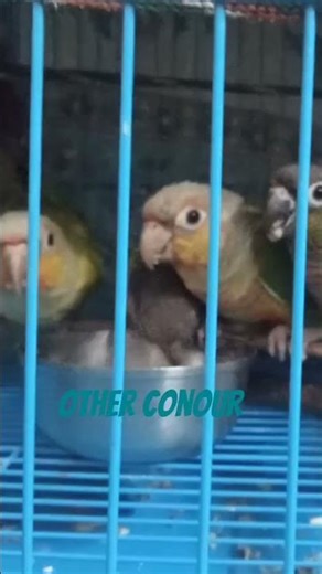 #parrot #birds Miss you conour 💔😭
