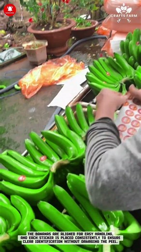 Banana Labeling: Manual Sticker Placement for Fresh Market Distribution