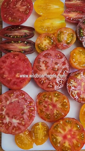 1.6K views · 134 reactions | Tomatoes have changed more in the last ten years than they have during their entire existence. Brad Gates- Wild Boar Farms | Wild Boar Farms | Facebook
