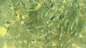 Download Flock of fish in shallow water for free