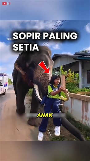 Aksi Balas Budi Seekor Gajah 🐘😲#shorts