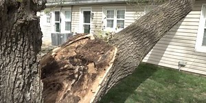 FIRST ALERT WEATHER: The best and worst trees for extreme wind