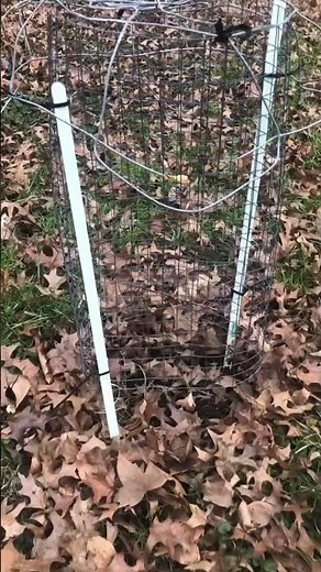 This oak grew only 6” in one year!