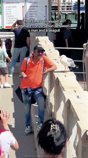 Seagull ASMR: Chaotic Beach Sounds 🎧🌊#animalshorts #birds #seagulls