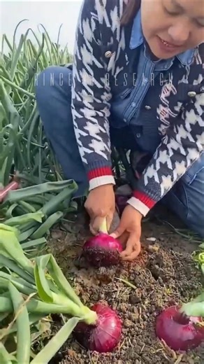 The Hook: Why Farmers "Destroy" Their Own Crops! 🧅😱 #Shorts #facts #farming