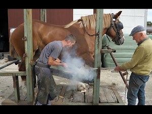Belgian Draft Horses: farrier is a profession for strong men