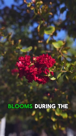 Moon Valley Nurseries on Instagram: "Planting a Crape Myrtle or a Red Push Pistache this season is a great way to add instant color without having to wait around a full year. 🍂🌳 Our Lead Designer, Jon Hanna, shares what colors you can expect and how they can act as great accents to your landscape. Ready to plant? Don’t wait until it’s too late! Call or visit to get on our planting schedule today."