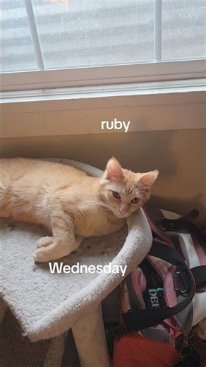 season 1 episode 6 of fat lazy and jobless introducing ruby and Wednesday being lazy when I got home