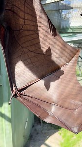 Tough day to be a shadow... 🦇👥 Malayan Flying Fox, Christy, is catching her shadow on her large wingspan. The Malayan Flying Fox is the largest species of bat by wingspan, reaching up to 6 feet across! 🦇 #animals #bats #cute #florida #nonprofit #GroundhogDay | Lubee Bat Conservancy