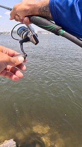 Shocking catch on private island! #fishing #island #crazy #surprise | Bearded Brad
