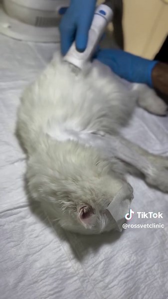 Ross Vet Clinic: Quality Care for Your Pets