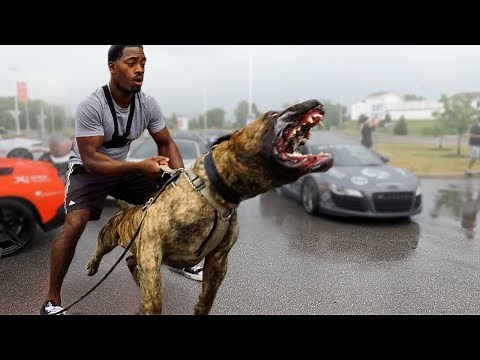 10 Most Intimidating Dogs To Frighten Intruders