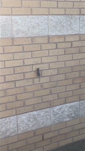 Why was there a mouse climbing the wall😭💀