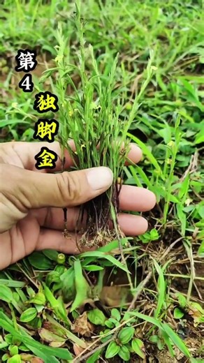 Snakeproof: Identify Poisonous Snakes & Plants with Ease