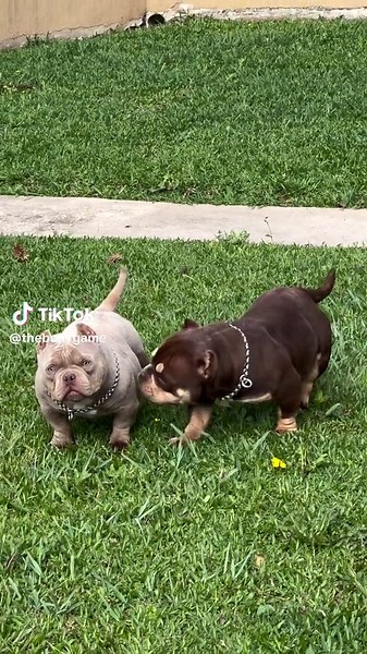 Variétés de American Bully et Pitbull : Guide complet