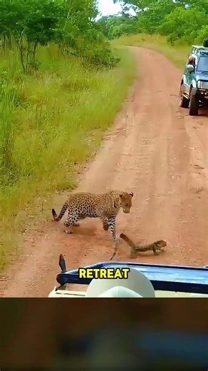 This Monitor Lizard Fought Back Hard