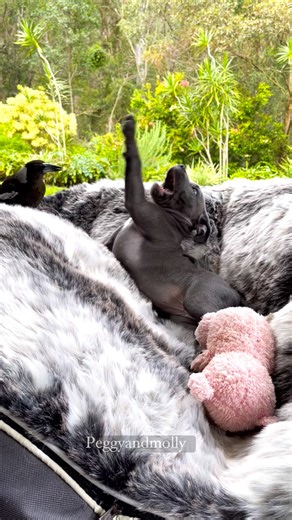 912K views · 52K reactions | I cant believe Ruby turns 3yrs on 8/8 To celebrate Rubys 3rd birthday on Thursday we bring this special video to you showing Rubys cheeky side which brought out Mollys cheeky , playful side , everyday was endless fun . # Ruby would always feed off Molly and his antics but she would always test the boundaries to get a reaction  | Peggy and Molly | Facebook