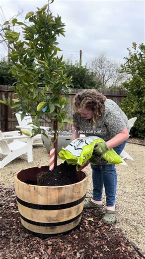 Planting citrus trees in containers is a great option for small space gardeners. Let’s grow! 🍊