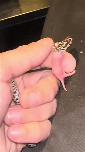 Assist feeding baby eastern milk snake!