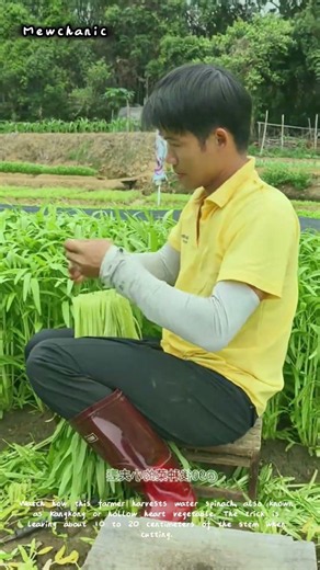How to Harvest & Bundle Water Spinach 🥬
