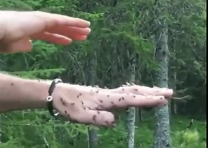 Acid Spitting Ants. Formica rufa, also known as the red wood ant, southern wood ant, or horse ant, is a boreal member of the Formica rufa group of ants, and is the type species for that group. It is native to Europe and Anatolia but is also found in North America, in both coniferous and broad-leaf broken woodland and parkland. Workers are bicolored red and brownish-black, with a dorsal dark patch on the head and promensonotum, and are polymorphic, measuring 4.5–9 mm in length. They have large ma