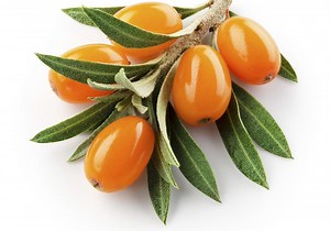 Argousier : découvrez les bienfaits de l'argousier - Elle à Table