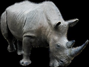 Rhino Download