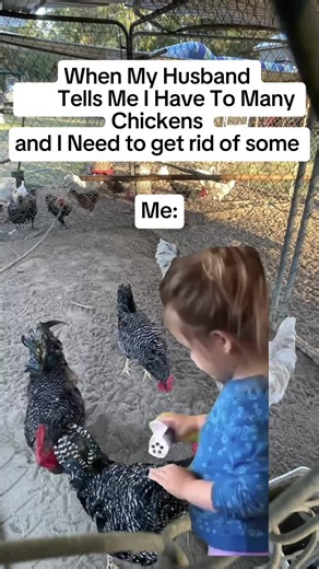 🐇x6 🐐x4 🦃x5 🐓x35 🐄x1 🐴x4 🐖x2 🦆x3 🐶x3 guineasx1 🐢x2 .. #HicksFarm #CR22 #cHeLlEcHeLlE #FollowMe #roadto5000