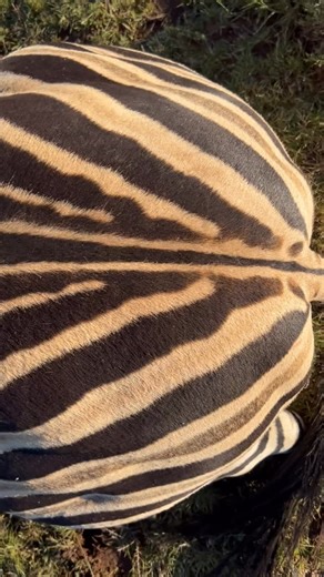 Check out this stunning zebra hide – nature’s masterpiece! Each zebra’s stripe pattern is completely unique, like a fingerprint, with black stripes over that dark skin underneath. A true trophy from the African plains that tells its own story. 🦓 #zebrahunting #africanhunting #huntingwisconsin #safarihunting #trophyhunting | USAfrika Hunting