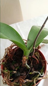 quando a haste floral quebra não é o fim... ela brota de novo #orchid