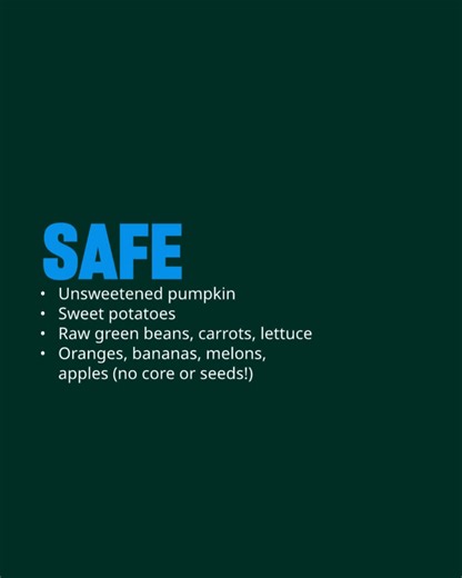 Keep pets safe this holiday season by following these tips! | Humane World for Animals