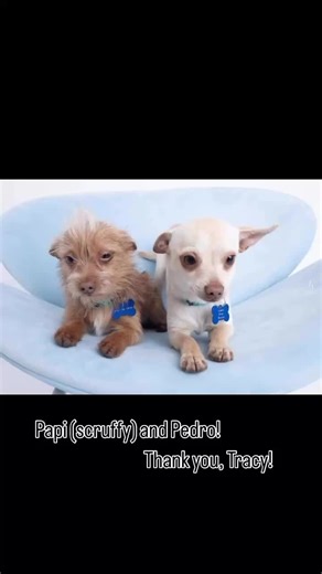 Papi and Pedro are two 6 month brothers that were saved during the freeze. These boys are amazing pups. So happy and friendly. They were neutered and had some residual puppy teeth removed today at Stone Ridge Veterinary Medical Center of Conroe. They will both be adoptable once recovered. Papi (scruffy) is 4.2 lbs and Pedro (blondie) is 5.3 lbs. Both taking applications at: https://www.activepaws.org/adoption-application. #papi #pedro #rescuedog #chihuahuastiktok #MontgomeryCountyTX