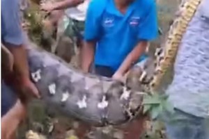 Vídeo. Homem é engolido inteiro por cobra píton de 8 metros