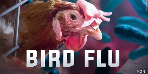 Bird flu confirmed in commercial poultry flocks in Jefferson, Walworth counties