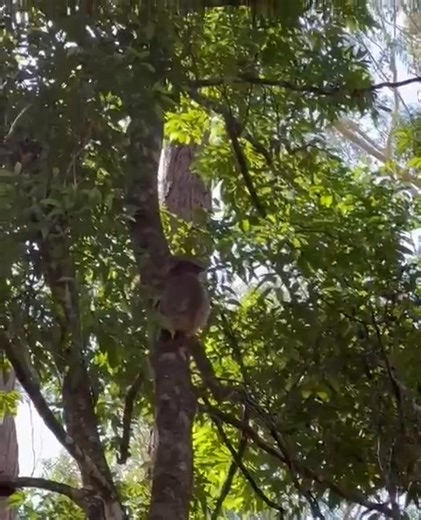 29K views · 2.7K reactions | It’s the jump for me  Can we just take a moment to marvel at Guulabaa Juniper  #koalaconservationaustralia #KoalaConservation #wildkoalabreedingvisitorcentre #guulabaaplaceofkoala #wildtowild #koala #koalalove | Koala Hospital Port Macquarie | Facebook