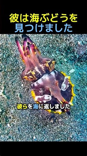 彼は海ぶどうを見つけました🍇 #感動する話 #動物動画 #動物