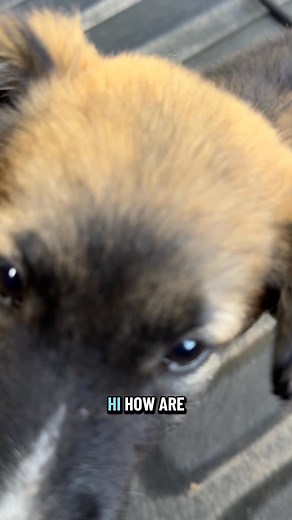 3.3M views · 119K reactions | Wow a whole litter of puppies came out of the woods on the side of the road! I guess the puppy distribution system found me today. #ranch #farmanimals #farmlife #fyp | Hot Mess Ranch | Facebook